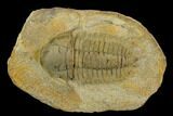 Ordovician Eccoptochile Trilobite - Battou Area, Morocco #130397-2
